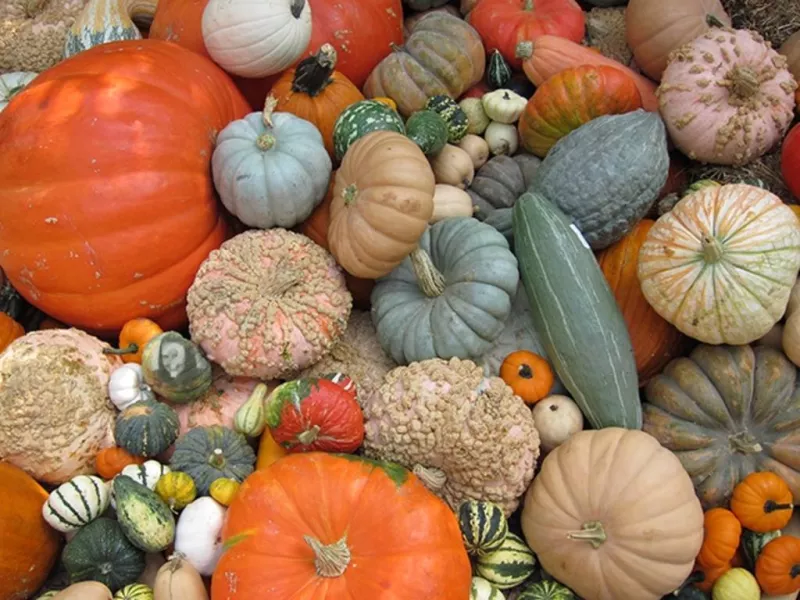 Hide your photo between these pumpkins and share with friends ..