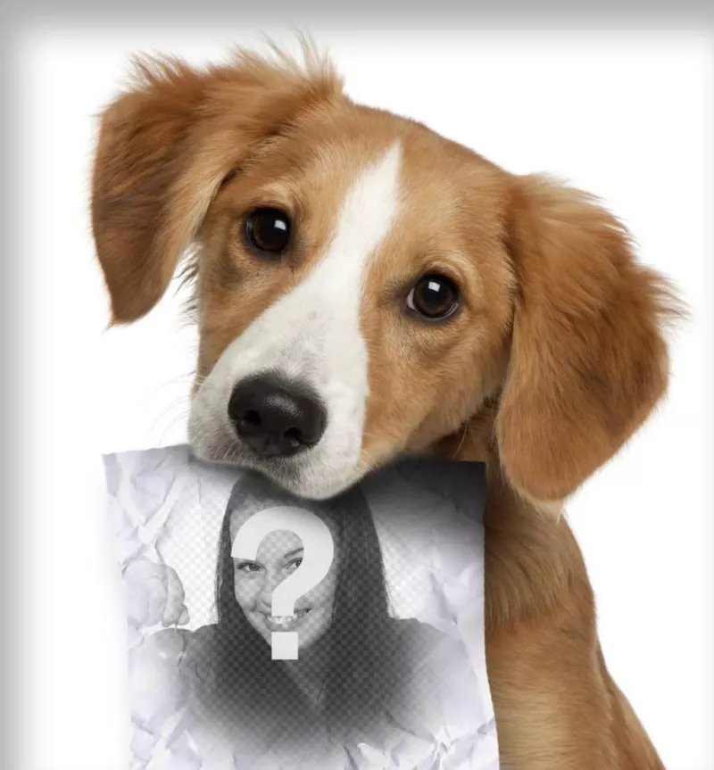 Photomontage with sad puppy dog looking for his owner who has a role in the mouth where you can upload a..