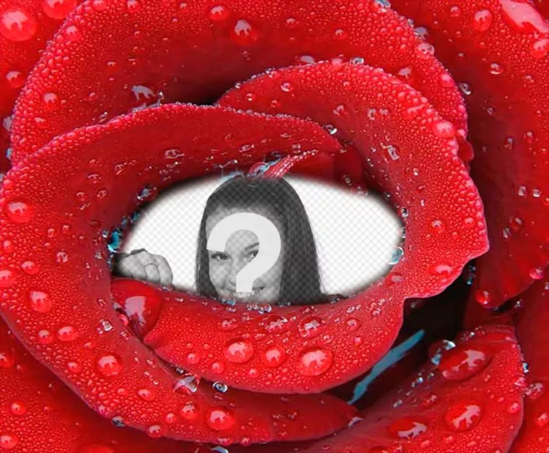 Photomontage with enclosed photo inside a fresh rose. ..