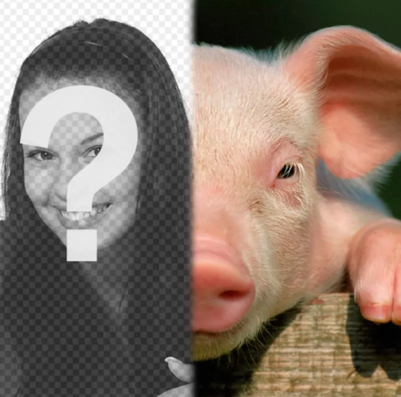 Pig with your face to make a photomontage. ..