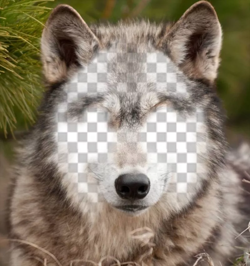 Put your face on a wolf with this photo effect ..