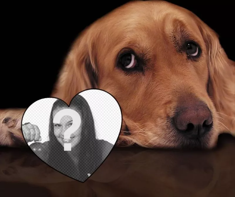 Photo effect of love with a tender dog to add your photo inside a heart ..