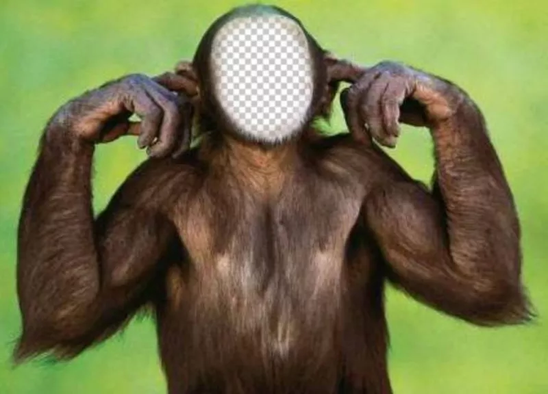 Photomontage of monkey that does not listen to edit with your photo ..