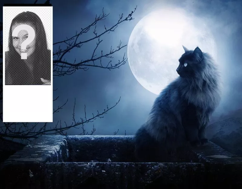 Custom twitter backgrounds with a black cat and a moon night. Personalise with your photo..