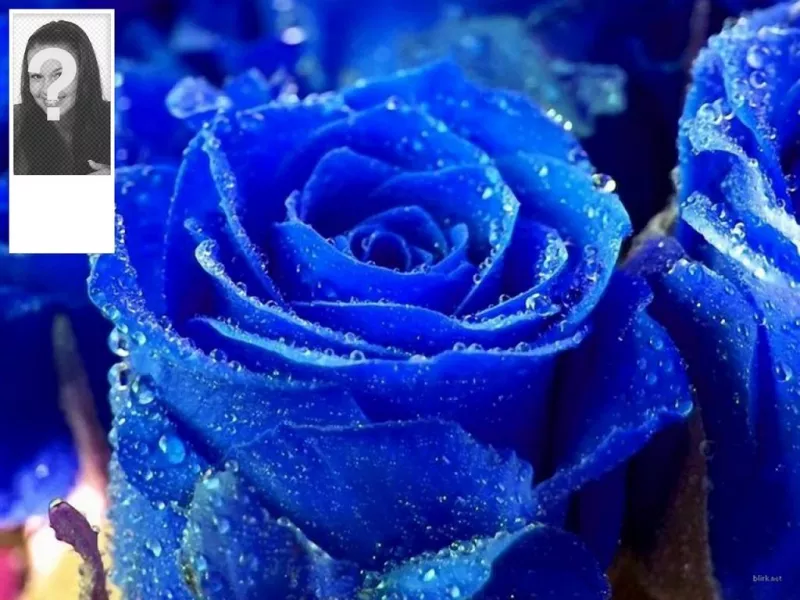 Customize your twitter profile with this fund for blue rose twitter and your own photo on the..