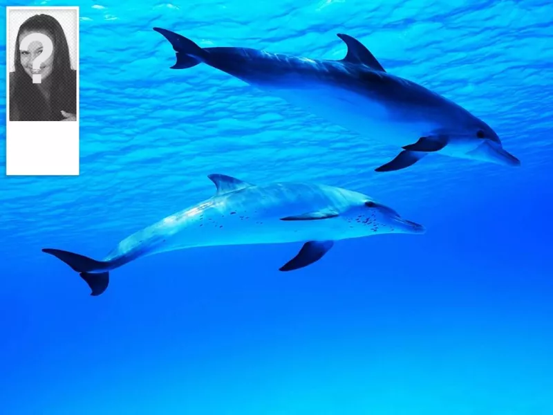 Twitter background of an ocean with dolphins, customizable with your own..