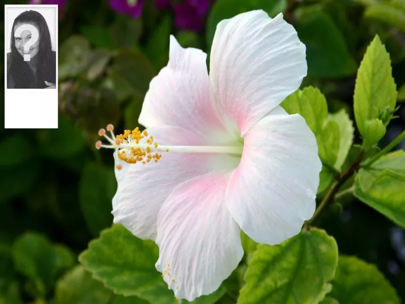 Ttwitter background with your photo and a hibiscus flower in the..