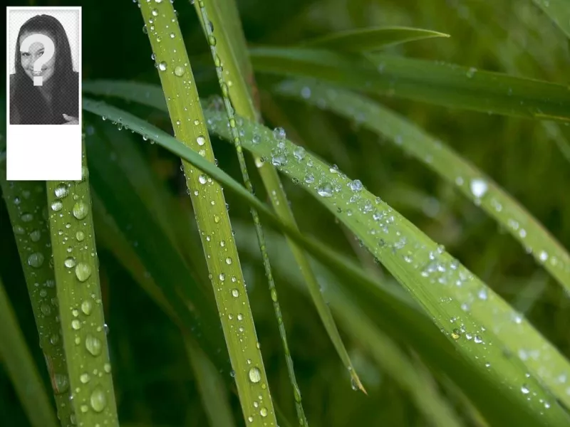 Background for twitter of wet grass, customizable with your..