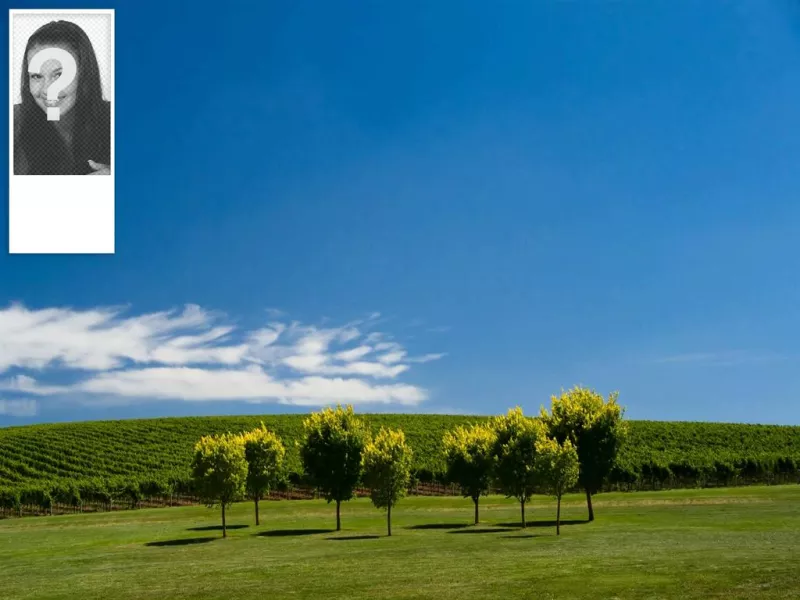 Wallpaper for twitter with a blue sky background and vineyards. Personalized with your..