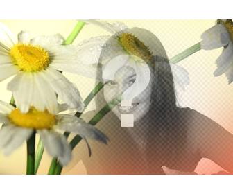 photo collage with an image of daisy flowers with an orange background where u can place photo and download free