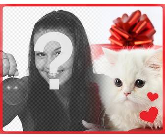 romantic postcard with white persian kitten with hearts in front of gift box and the photo u upload online