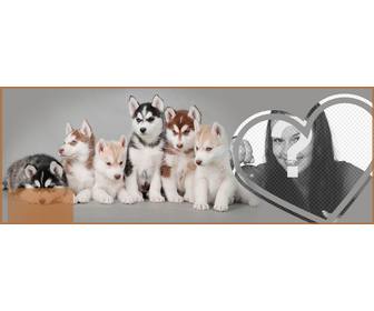 customize ur facebook profile with cover full of husky puppy and ur photo