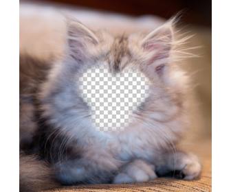 photomontage to become white and gray persian cat with ur photo