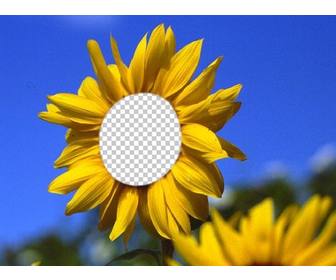 funny photomontage to put your face on beautiful sunflower