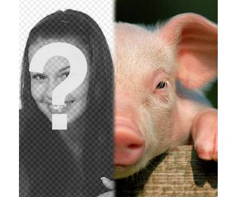 pig with your face to make photomontage
