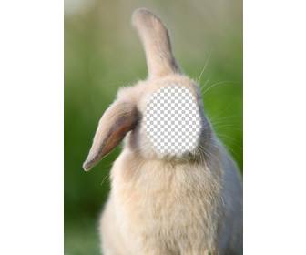 online photomontage with your face on the body of rabbit