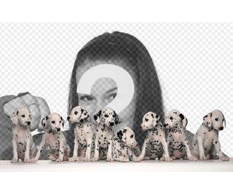 photo frame of eight dalmatians