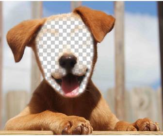 add your face to the face of beautiful dog with this effect