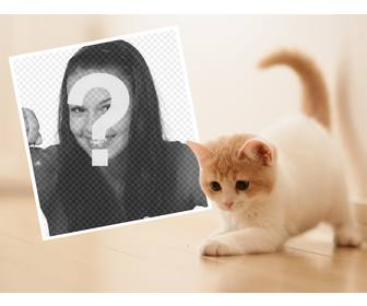 photo effect with cute kitten to upload ur favorite photo