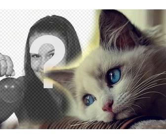 effect with cute blue-eyes cat to add ur photo