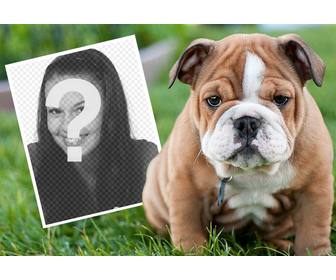 online effect with an english bulldog where u can add ur photo