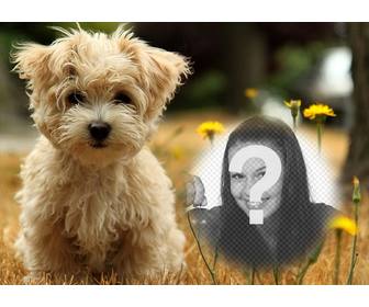 photo effect with cute puppy where u can add ur photo for free