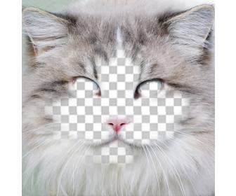 put your face in the face of cat editing this free effect