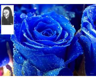 customize your twitter profile with this fund for blue rose twitter and your own photo on the side
