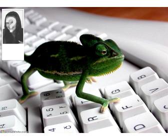 background for twitter with image of chameleon in keyboard customize with ur photo on the side