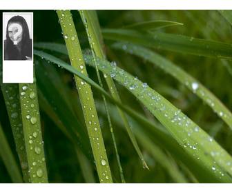 background for twitter of wet grass customizable with ur photo