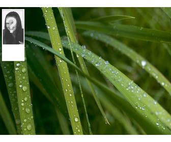 background for twitter of wet grass customizable with your photo