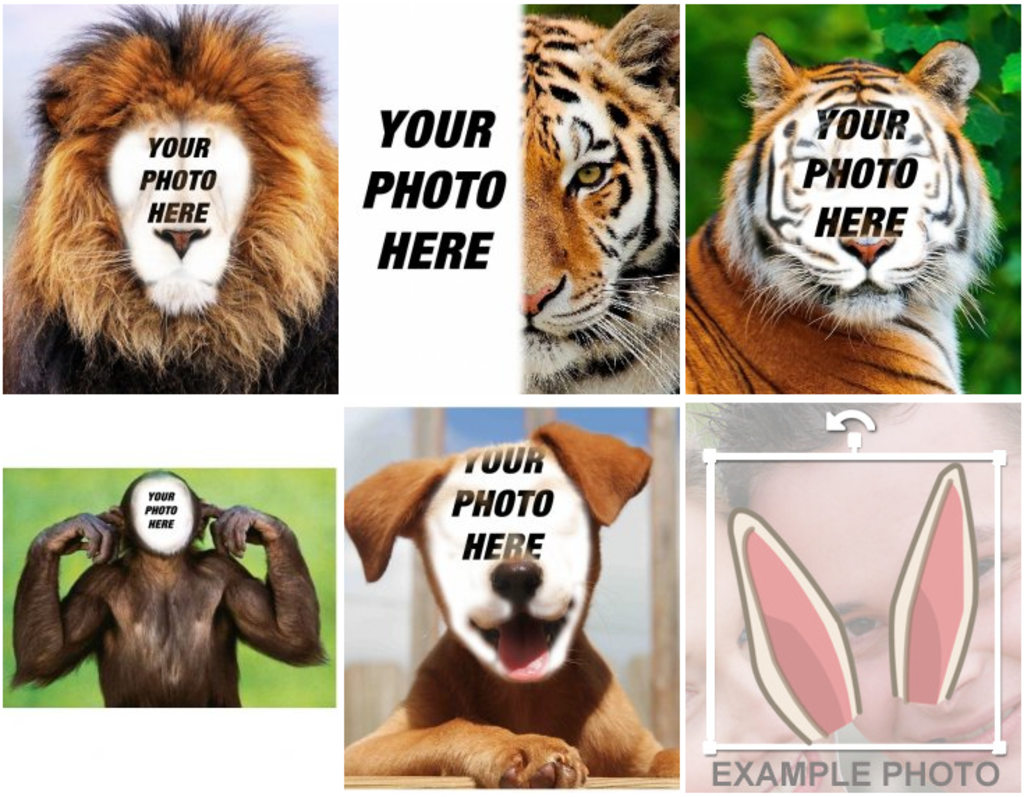 Photomontages with animals - Photofunny Photomontages with animals - Photofunny