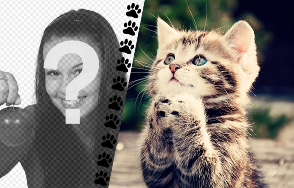 Create a collage with funny kitten asking something and a picture of you on the left with a strip of little paws..