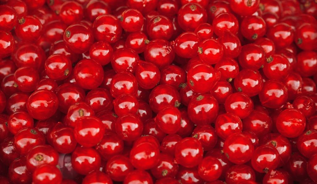 Set a red cherries to find your photo. ..