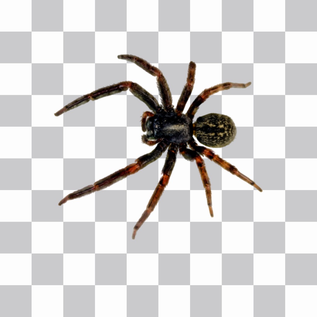 Photomontage to put a spider in your photos with our online..