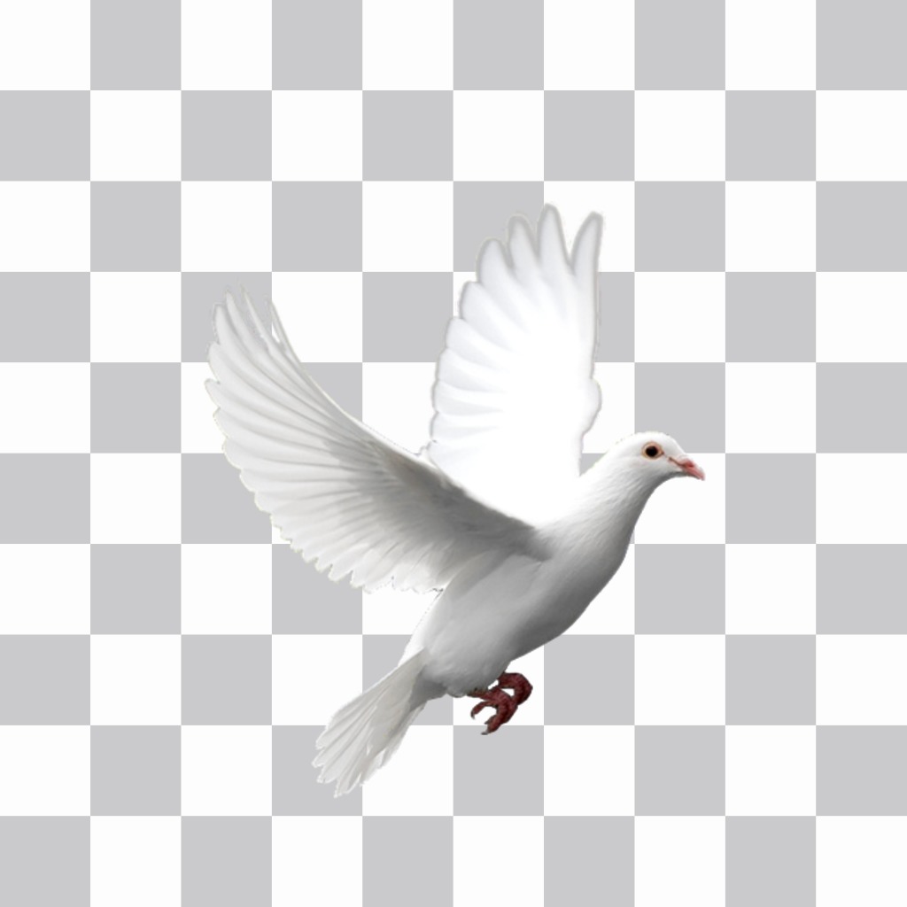 White dove flying to edit in your photos. ..