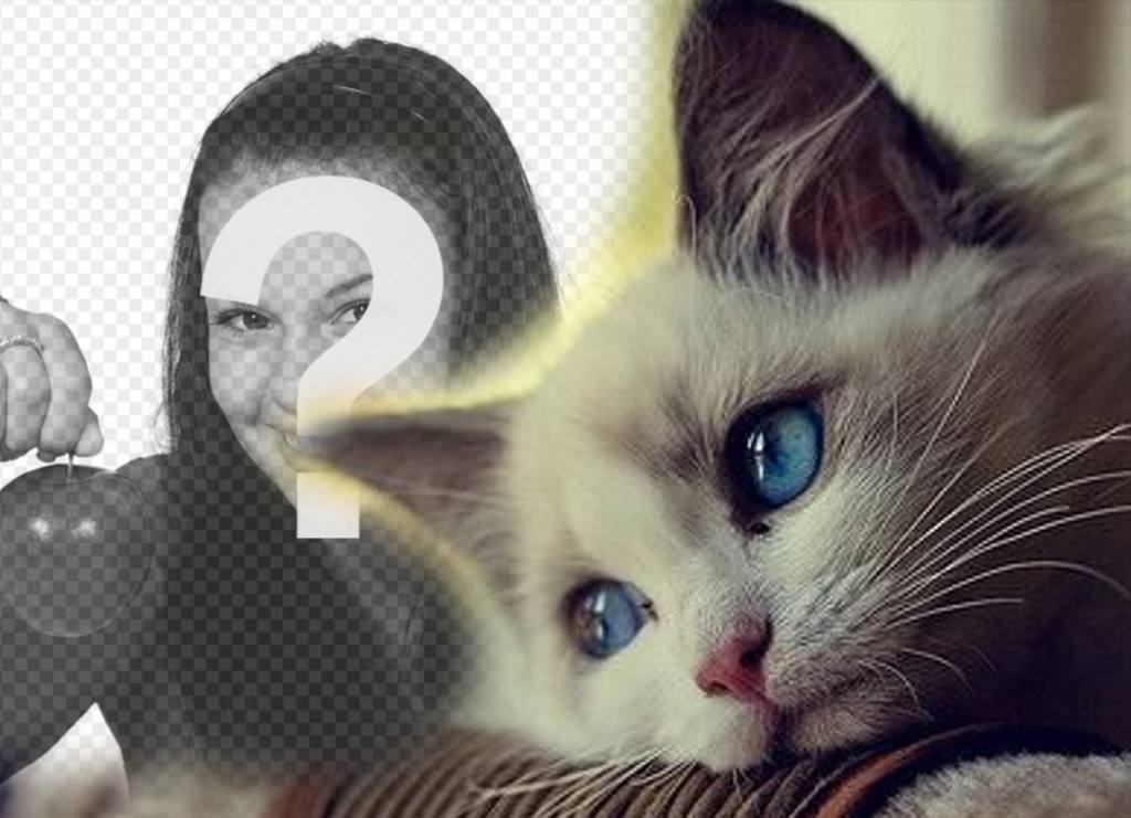 Effect with a cute blue-eyes cat to add your photo ..